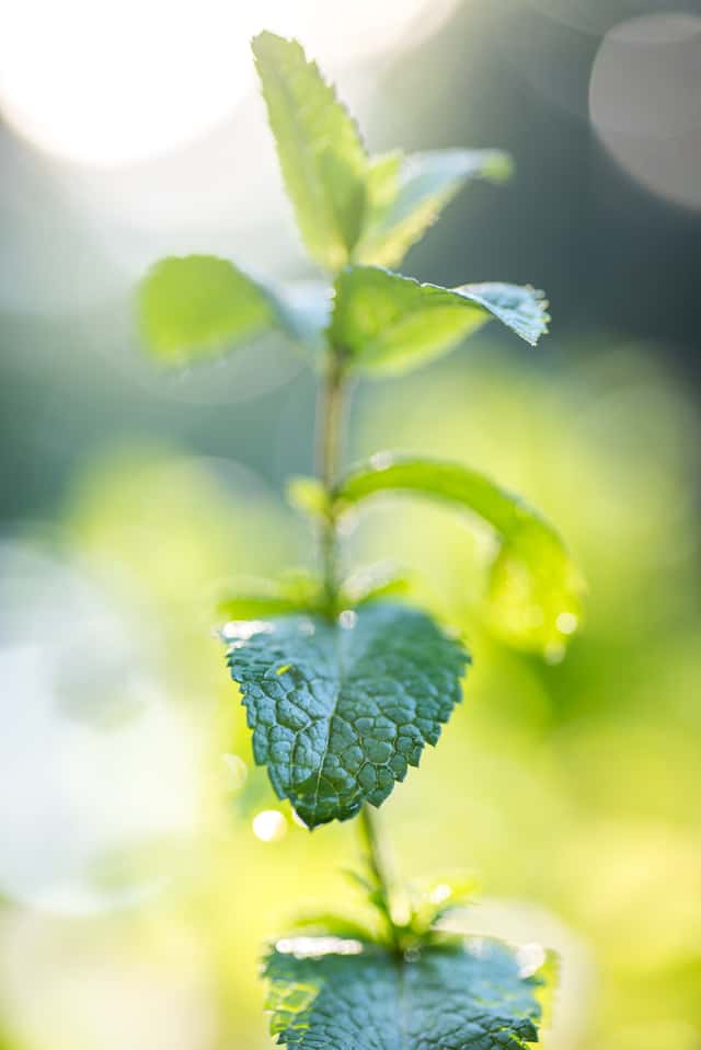 mint in the morning light