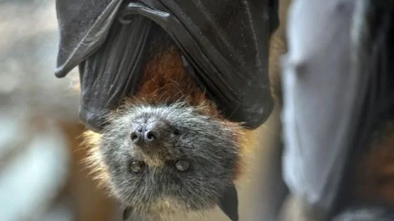 cute bat hanging up side down