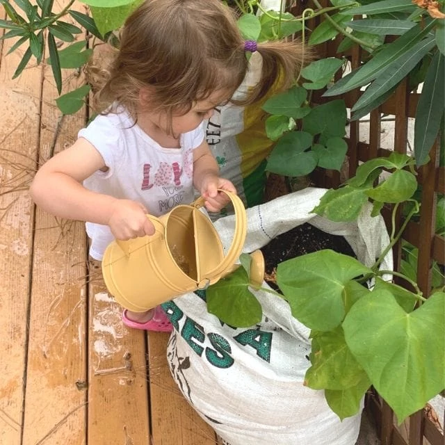 A toddler using a yellow watering can to water sweet potatoes in a feed sack