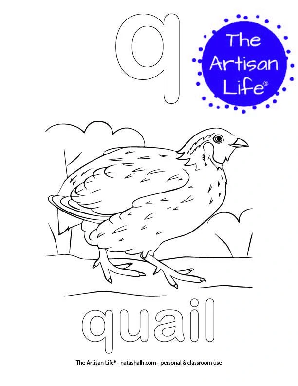 Coloring page with a lowercase bubble letter q and quail in bubble letters and a picture of a qail to color