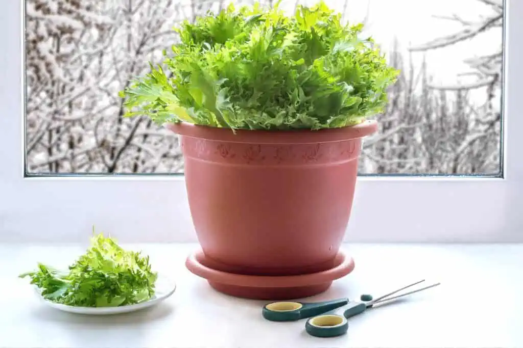 A pot of lettuce growing in a winter windowsill