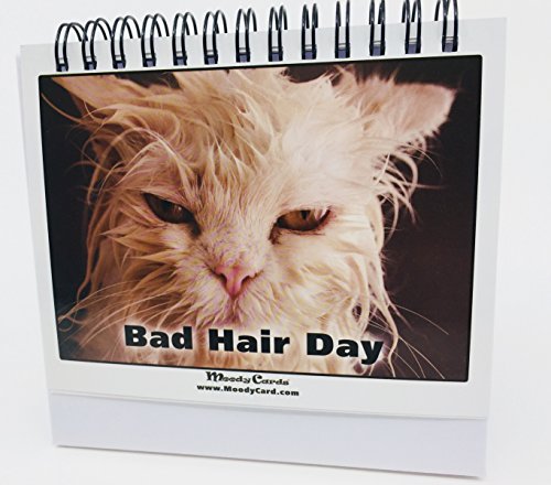 Moodycards Office Gift For Cat Lovers Make Everyone Laugh with These...