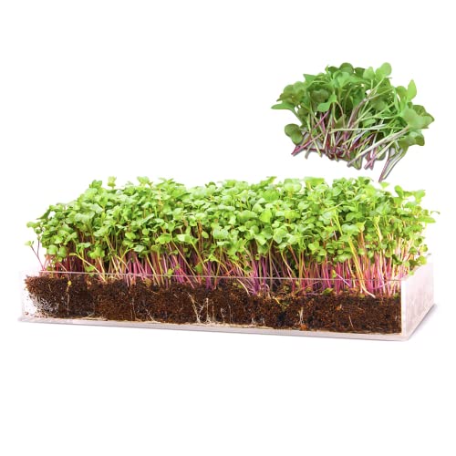 Window Garden Microgreens Grow Kit - Includes Microgreen Seeds, Fiber Soil,...