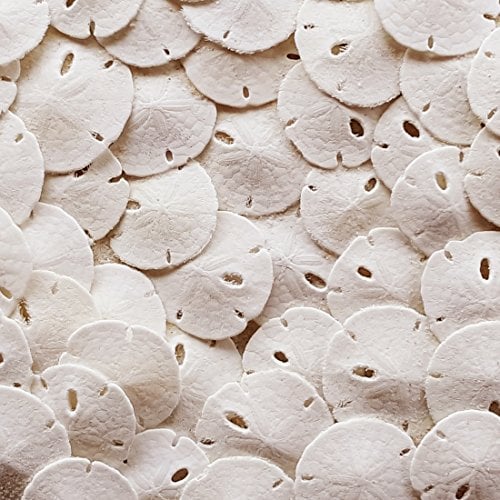 Small Natural White Sand Dollars 50 Pcs- Under 1.25 Inch - Small Sea Shell...