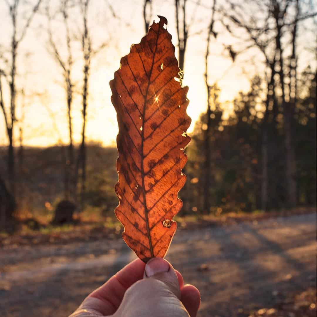 leaf sunset