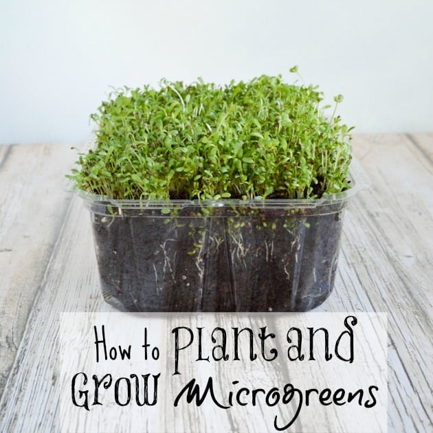 How to Plant and Grow Microgreens