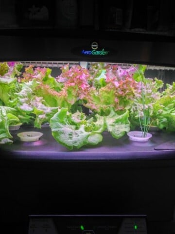 aerogarden growing lettuce