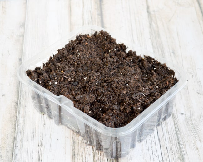 fill container with soil for microgreensfill container with soil for microgreens