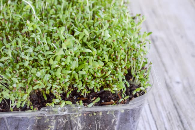 mixed microgreens