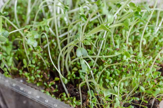 radish microgreens