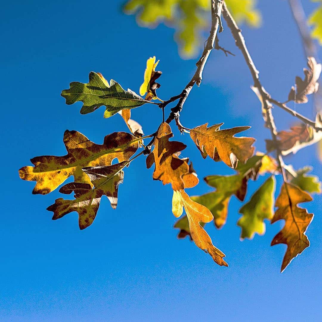 fall leaves