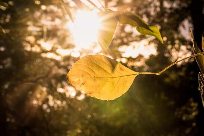 backlit leaves in Colorado