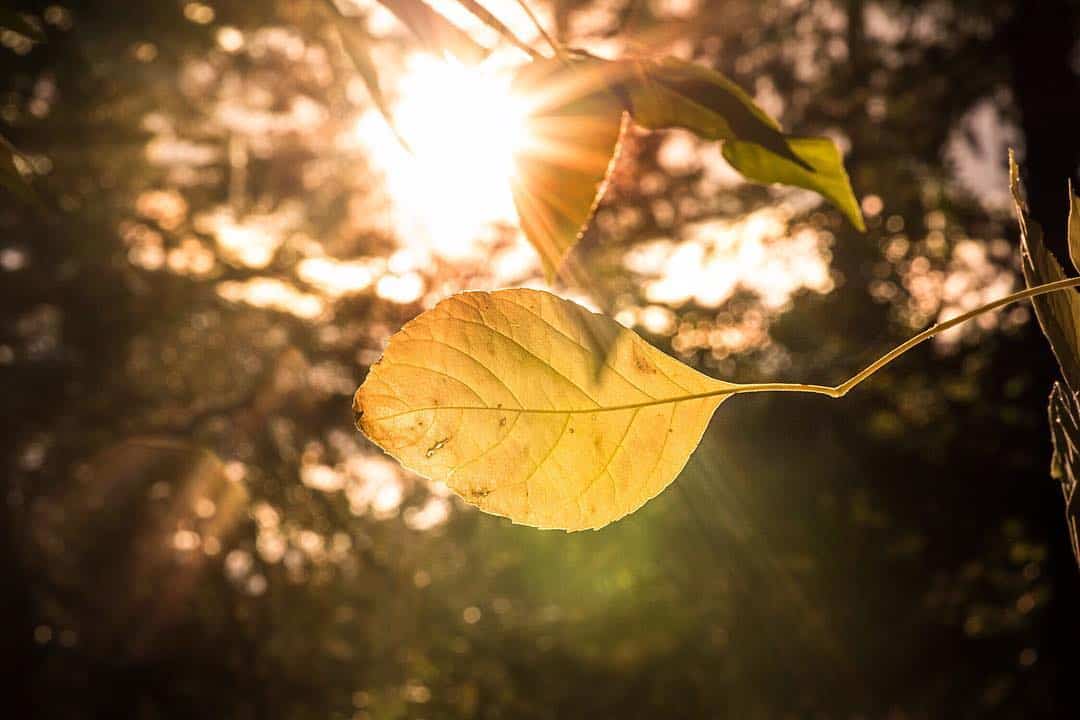 backlit leaves