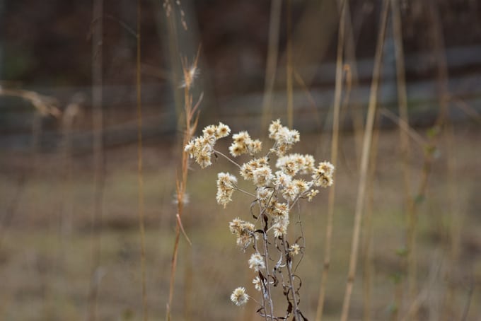 dried-flowers