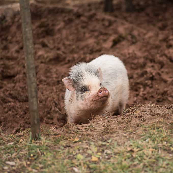 pet-pig