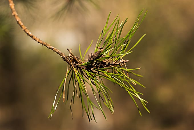 pine-needles