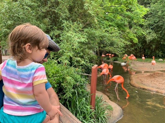 toddler enjoying a trip to the zoo