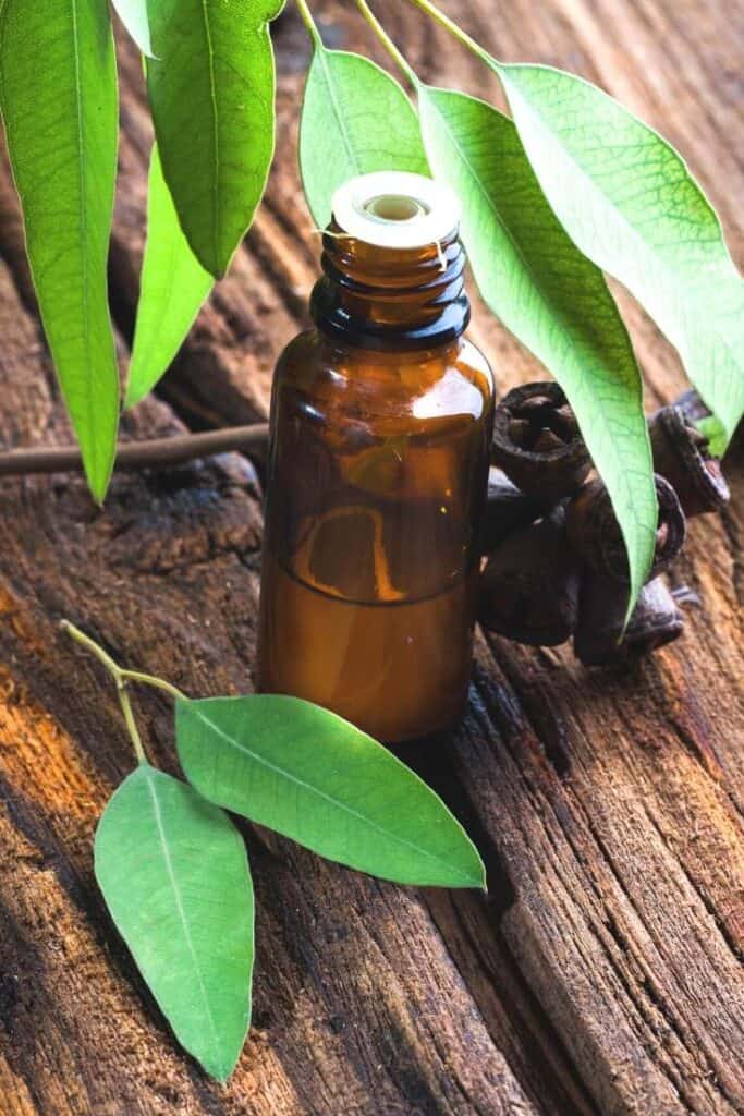eucalyptus leaves and essential oil