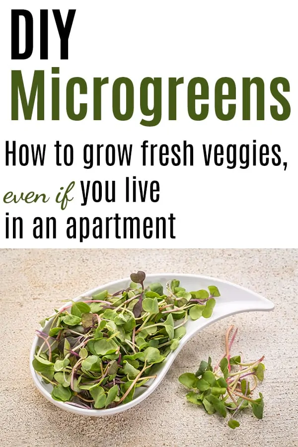Text "diy microgreens - how to grow fresh veggies, even if you live in an apartment" with a picture of microgreens 