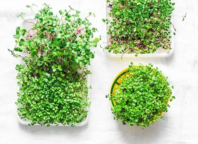 Top down photo of three containers of microgreens growing