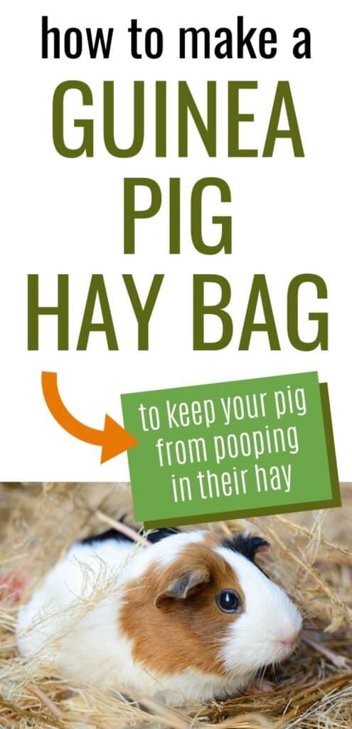 Text "how to make a guinea pig hay bag to keep your pig from pooping in their hay" with a picture of a guinea pig sitting on a pile of hay