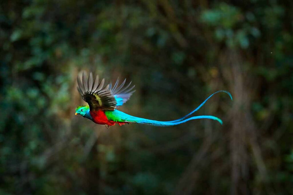 a resplendent quetzal bird in flight