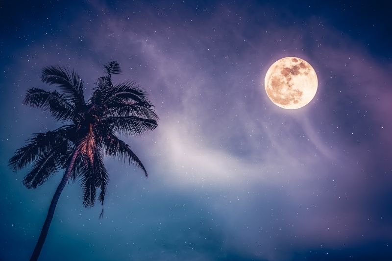 An image of the full moon in the night sky with a palm tree