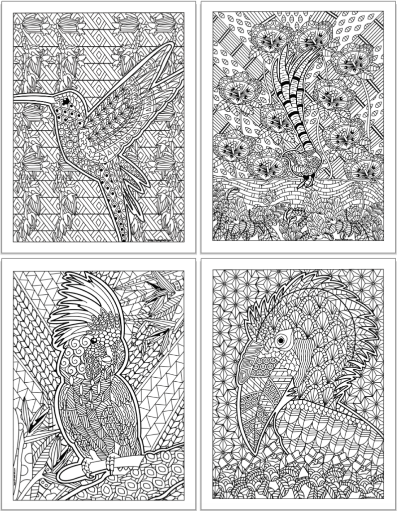 A preview of four printable bird coloring pages for adults with detailed, zen-style illustrations to color. The pages are in a 2x2 grid. Birds include a hummingbird, a quetzal, a cockatoo, and a hornbill.