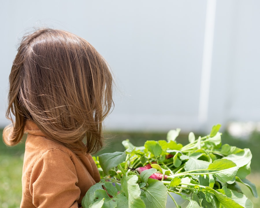 A young girl wearing a brown dress carrying a large bowl of freshly picked radishes with the greens still attached