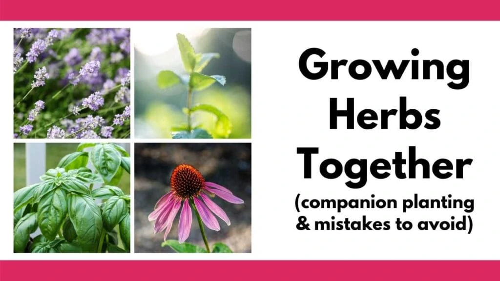 Text "growing herbs together (companion planting & mistakes to avoid)" next to a 2x2 grid of images with chives, mint, basil, and echinacea