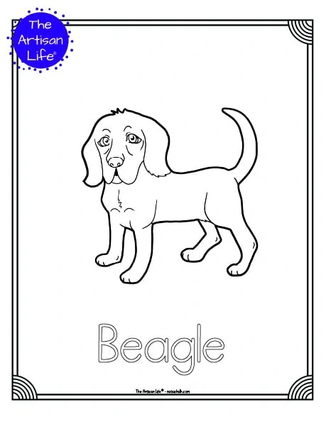 A preview of a printable dog breed coloring page with a cute beagle to color. The dog breed's name is below the coloring image and there is a doodle frame to color around the edge of the page. 