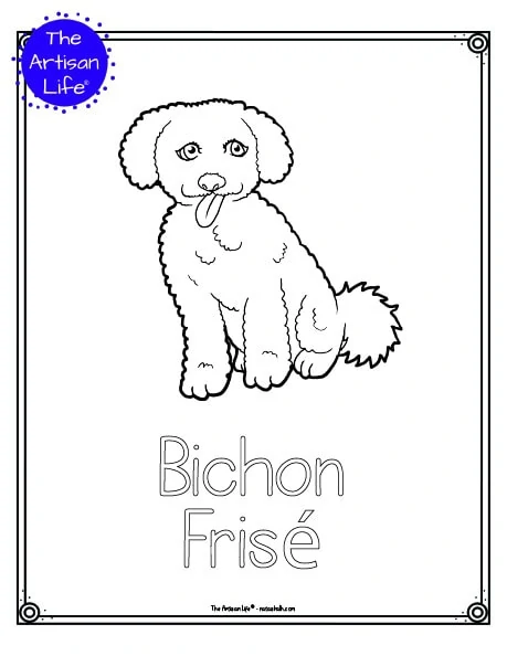 A preview of a printable dog breed coloring page with a bichon frise. The dog breed's name is below the coloring image and there is a doodle frame to color around the edge of the page. 