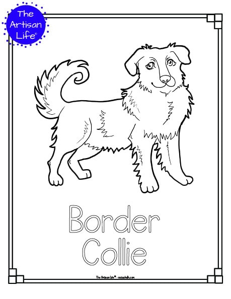 A preview of a printable dog breed coloring page with a border collie to color. The dog breed's name is below the coloring image and there is a doodle frame to color around the edge of the page. 