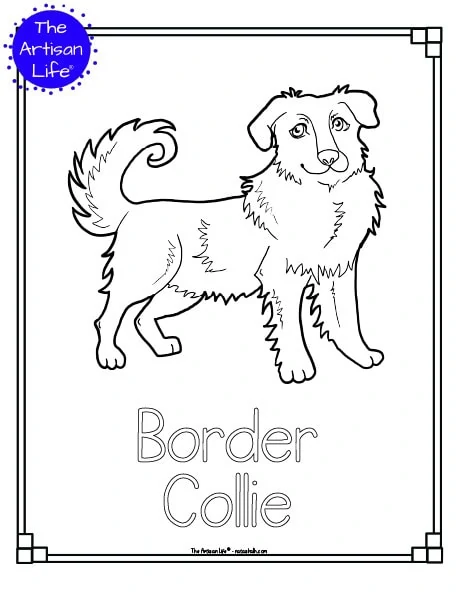 border collie coloring pages