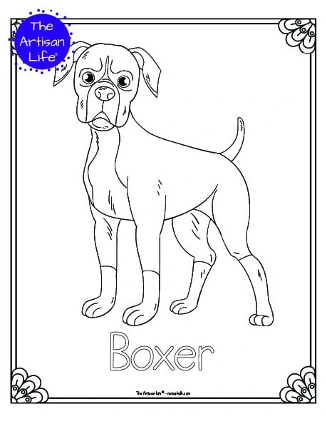 A preview of a printable dog breed coloring page with a boxer. The dog breed's name is below the coloring image and there is a doodle frame to color around the edge of the page. 