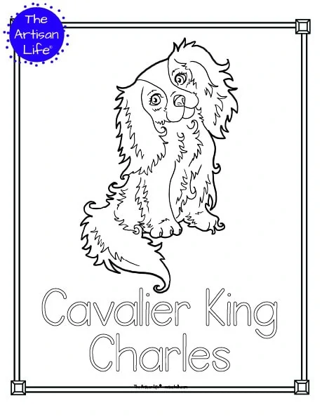 A preview of a printable dog breed coloring page with a Cavalier King Charles spaniel. The dog breed's name is below the coloring image and there is a doodle frame to color around the edge of the page. 