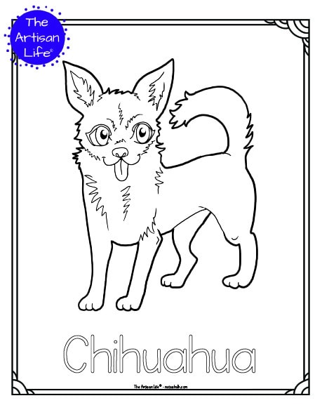 A preview of a printable dog breed coloring page with a silly chihuahua to color. The dog breed's name is below the coloring image and there is a doodle frame to color around the edge of the page. 