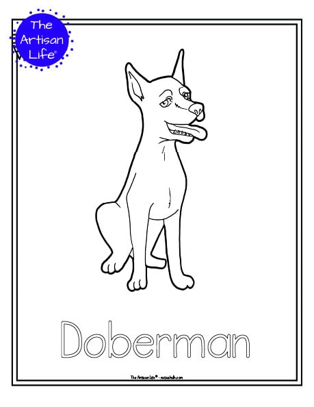 A preview of a printable dog breed coloring page with a doberman. The dog breed's name is below the coloring image and there is a doodle frame to color around the edge of the page. 