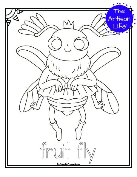 A cute insect coloring page for children with a doodle frame, a cute fruit fly to color, and "fruit fly" in a bubble font to color
