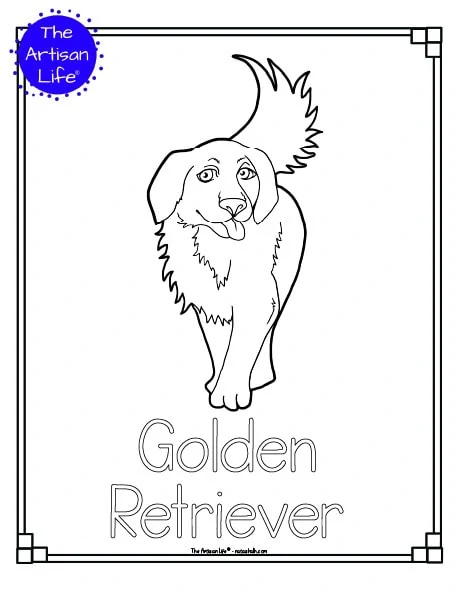 A preview of a printable dog breed coloring page with a golden retriever. The dog breed's name is below the coloring image and there is a doodle frame to color around the edge of the page. 