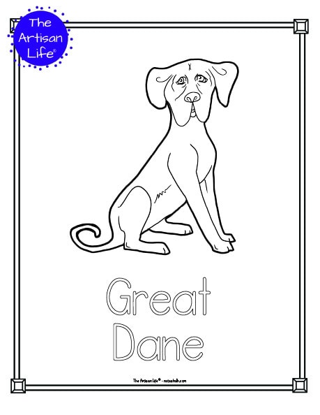 A preview of a printable dog breed coloring page with a great dane. The dog breed's name is below the coloring image and there is a doodle frame to color around the edge of the page. 