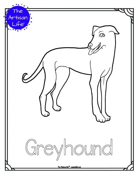 A preview of a printable dog breed coloring page with a greyhound. The dog breed's name is below the coloring image and there is a doodle frame to color around the edge of the page. 