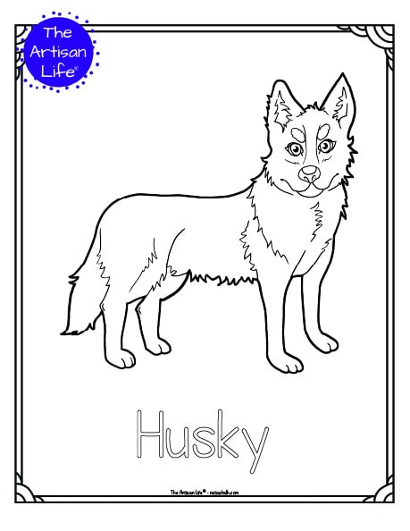 A preview of a printable dog breed coloring page with a husky. The dog breed's name is below the coloring image and there is a doodle frame to color around the edge of the page. 