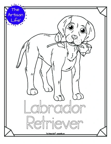 A preview of a printable dog breed coloring page with a Labrador retriever holding a flower in its mouth. The dog breed's name is below the coloring image and there is a doodle frame to color around the edge of the page. 