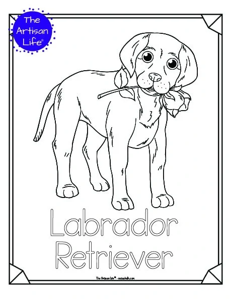 coloring pages of labrador retrievers