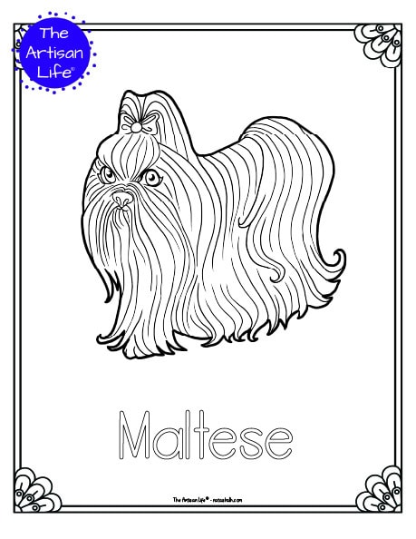 A preview of a printable dog breed coloring page with a maltese. The dog breed's name is below the coloring image and there is a doodle frame to color around the edge of the page. 