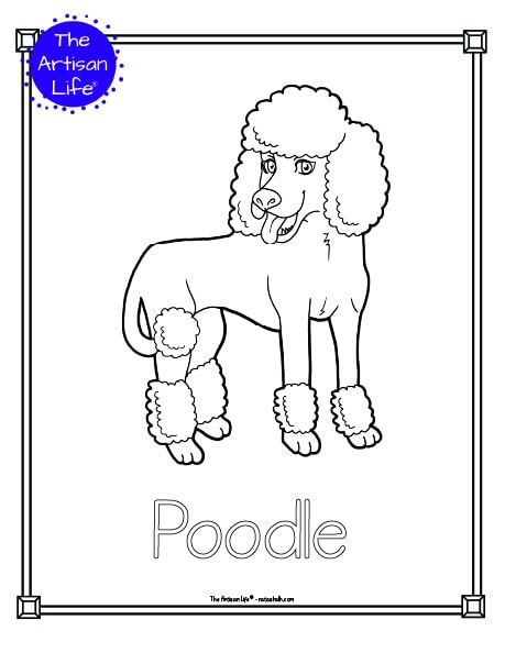 A preview of a printable dog breed coloring page with a poodle. The dog breed's name is below the coloring image and there is a doodle frame to color around the edge of the page. 