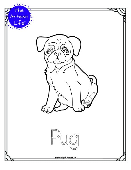 A preview of a printable dog breed coloring page with a pug. The dog breed's name is below the coloring image and there is a doodle frame to color around the edge of the page. 
