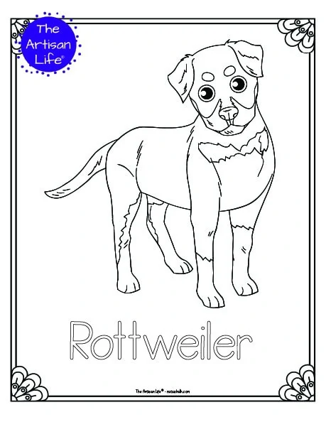 A preview of a printable dog breed coloring page with a Rottweiler. The dog breed's name is below the coloring image and there is a doodle frame to color around the edge of the page. 