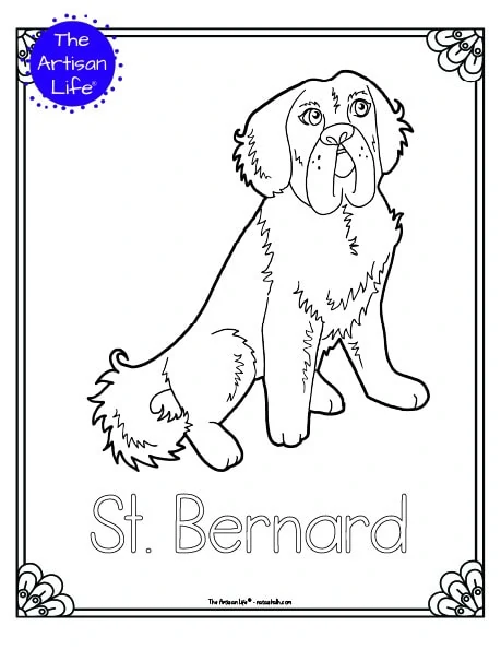 A preview of a printable dog breed coloring page with a St Bernard. The dog breed's name is below the coloring image and there is a doodle frame to color around the edge of the page. 